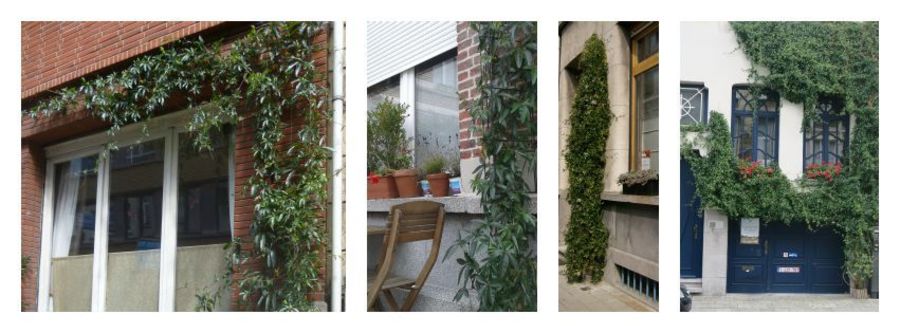 vier afbeeldingen over passiebloem aan Antwerpse gevels